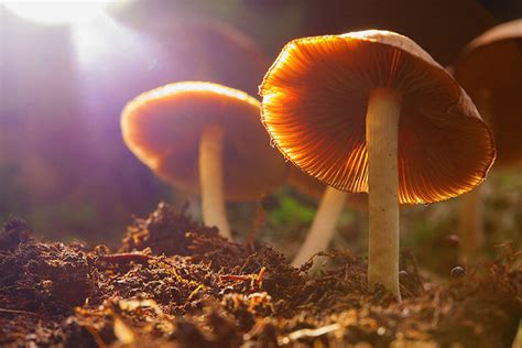 Magic mushroom sporrs etsy